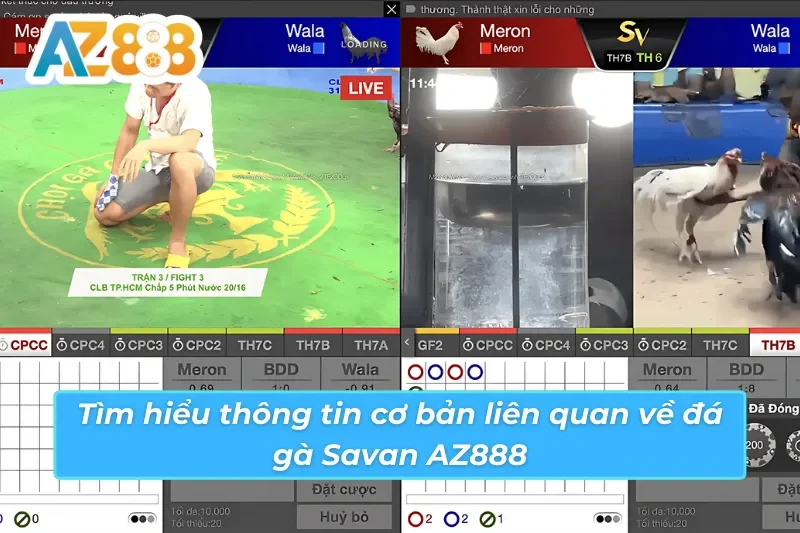Trường gà Savan AZ888 — đấu trường đá gà hợp pháp Savannakhet Lào