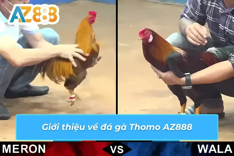 Thomo AZ888 hệ thống trường gà CPC1-CPC6