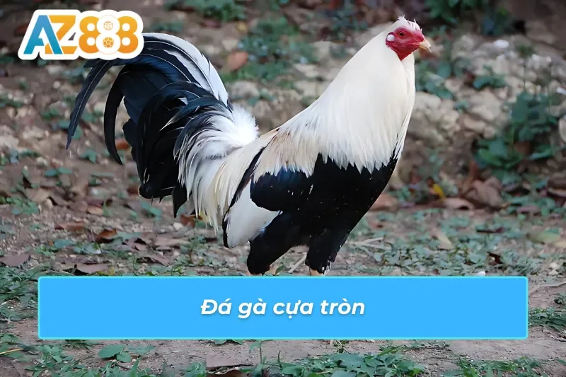Cách xem đá gà Thomo AZ888 trực tiếp