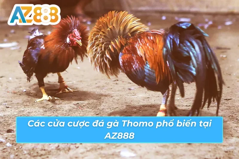 Cách đặt cược Thomo AZ888 Meron Wala